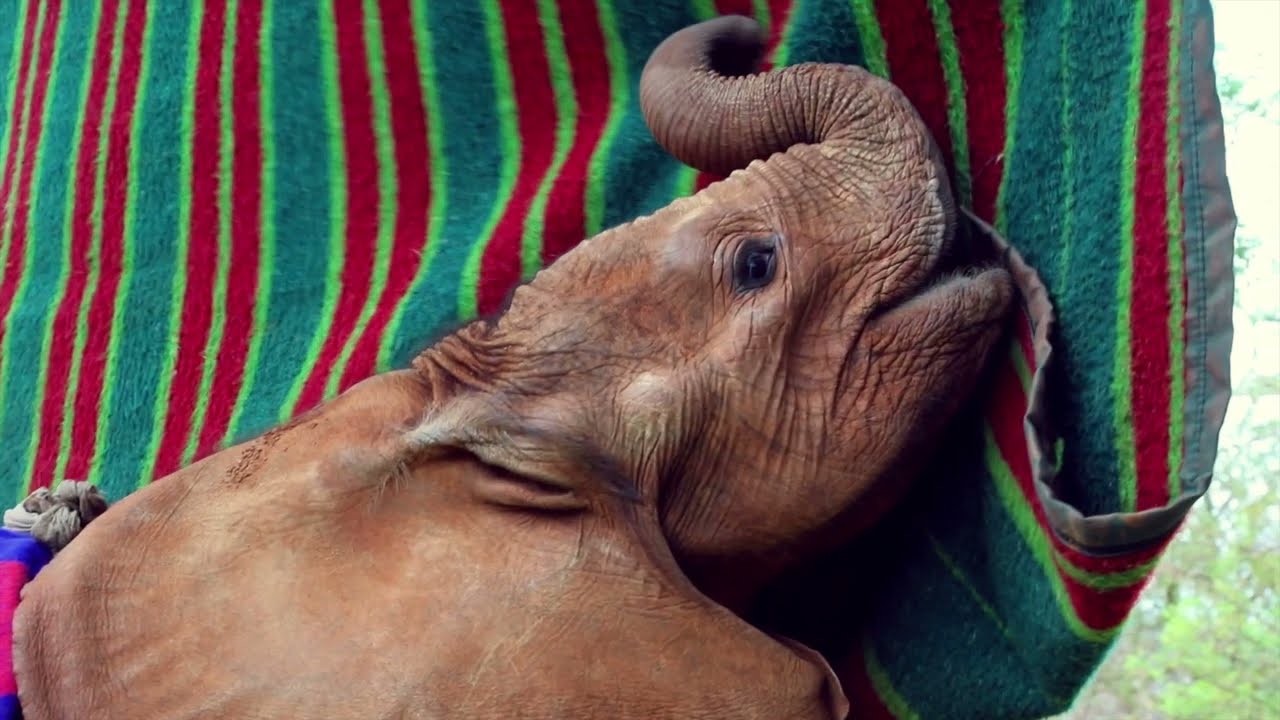Fostering Hope for Orphaned Elephants | Sheldrick Trust