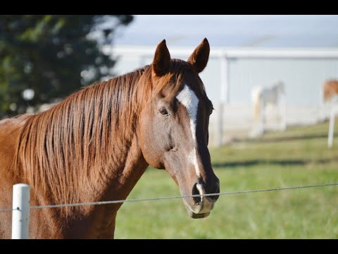 Arise Equine Therapy Foundation Eagala Counseling