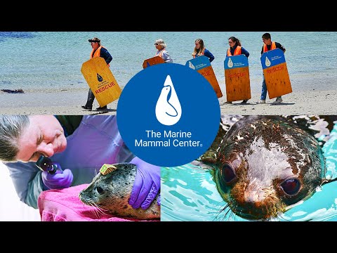 An Introduction to The Marine Mammal Center