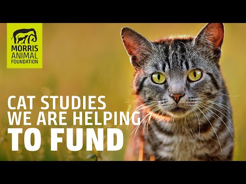 Morris Animal Foundation funds impactful cat research studies and you can help
