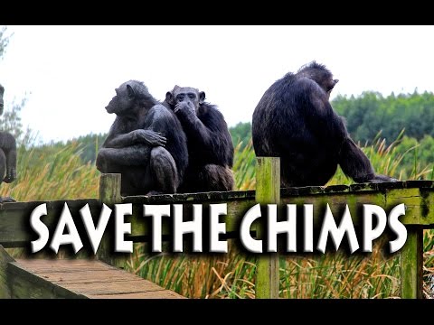 Save the Chimps is a Sanctuary for Air Force and Other Chimpanzees