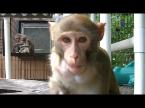 Primate Rescue Center of Nicholasville, KY Presented by kNOwMORE Nonprofits