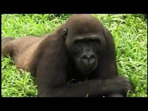 Ape Action Africa In Cameroon