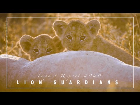 Lion Guardians Impact Report 2020: A Year of Opportunity