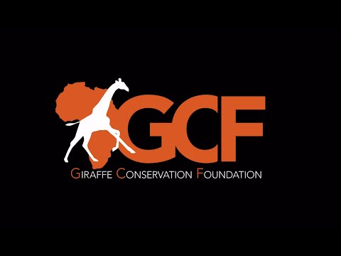 Who is the Giraffe Conservation Foundation (GCF)? Find out who we are and what we do to save giraffe