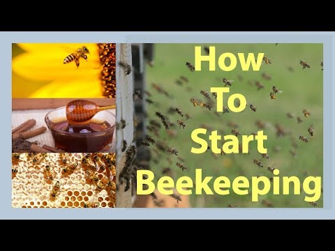 Beekeeping How To Start Beekeeping In 2021