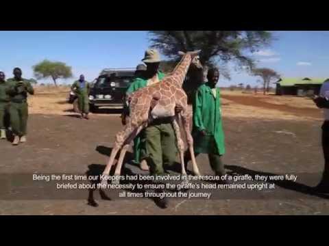 Baby giraffe is rescued | Sheldrick Trust