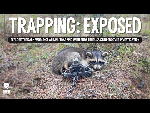 Trapping Exposed: Explore the Dark World of Animal Trapping