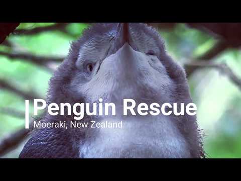 Penguin Rescue NZ- What we do
