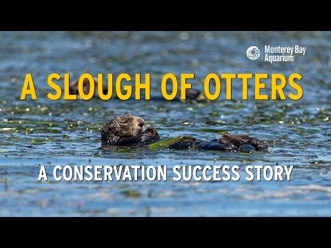 Sea Otters in Elkhorn Slough: A Conservation Success Story