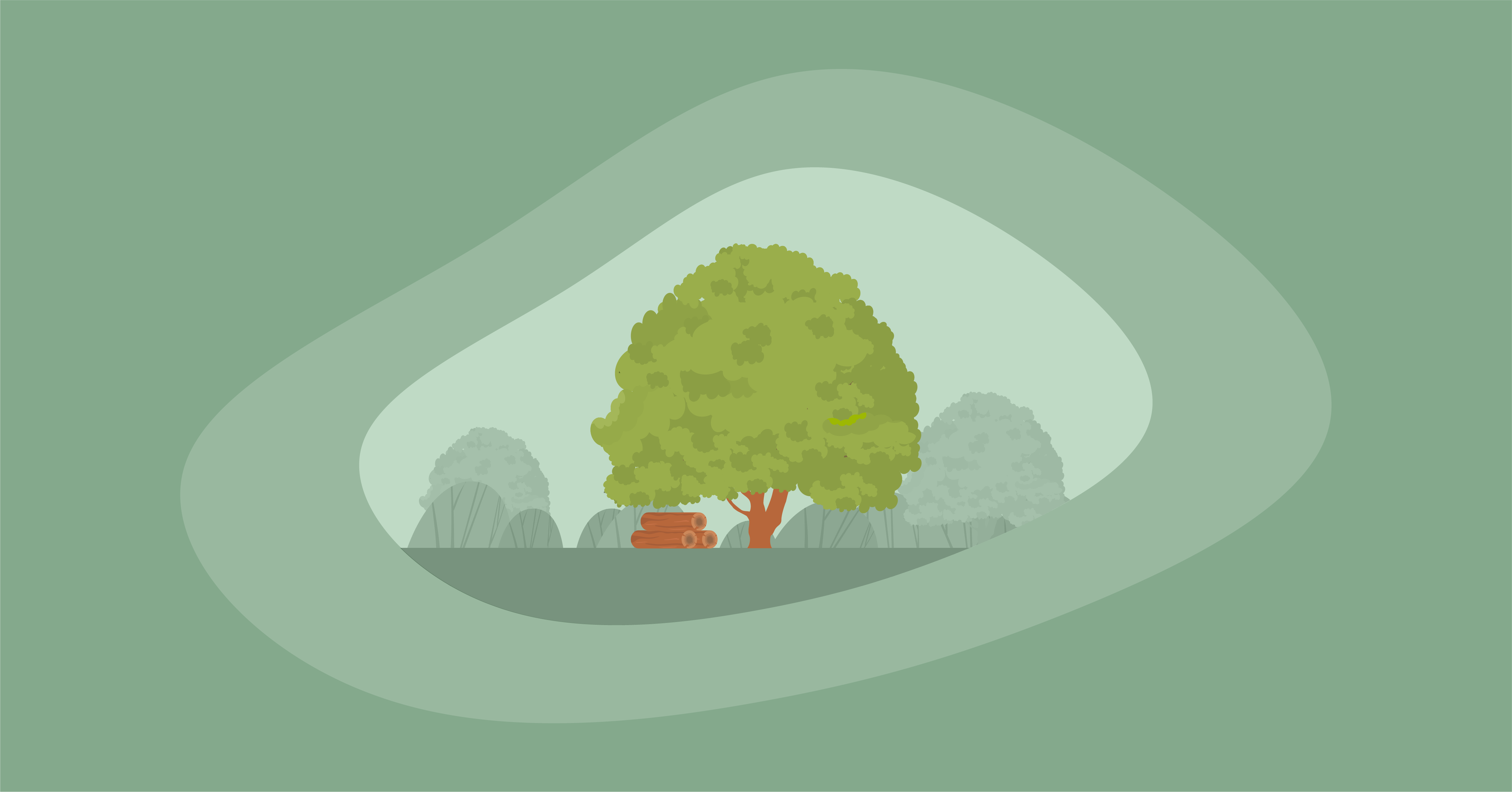 Illustration of a beech tree and beechwood