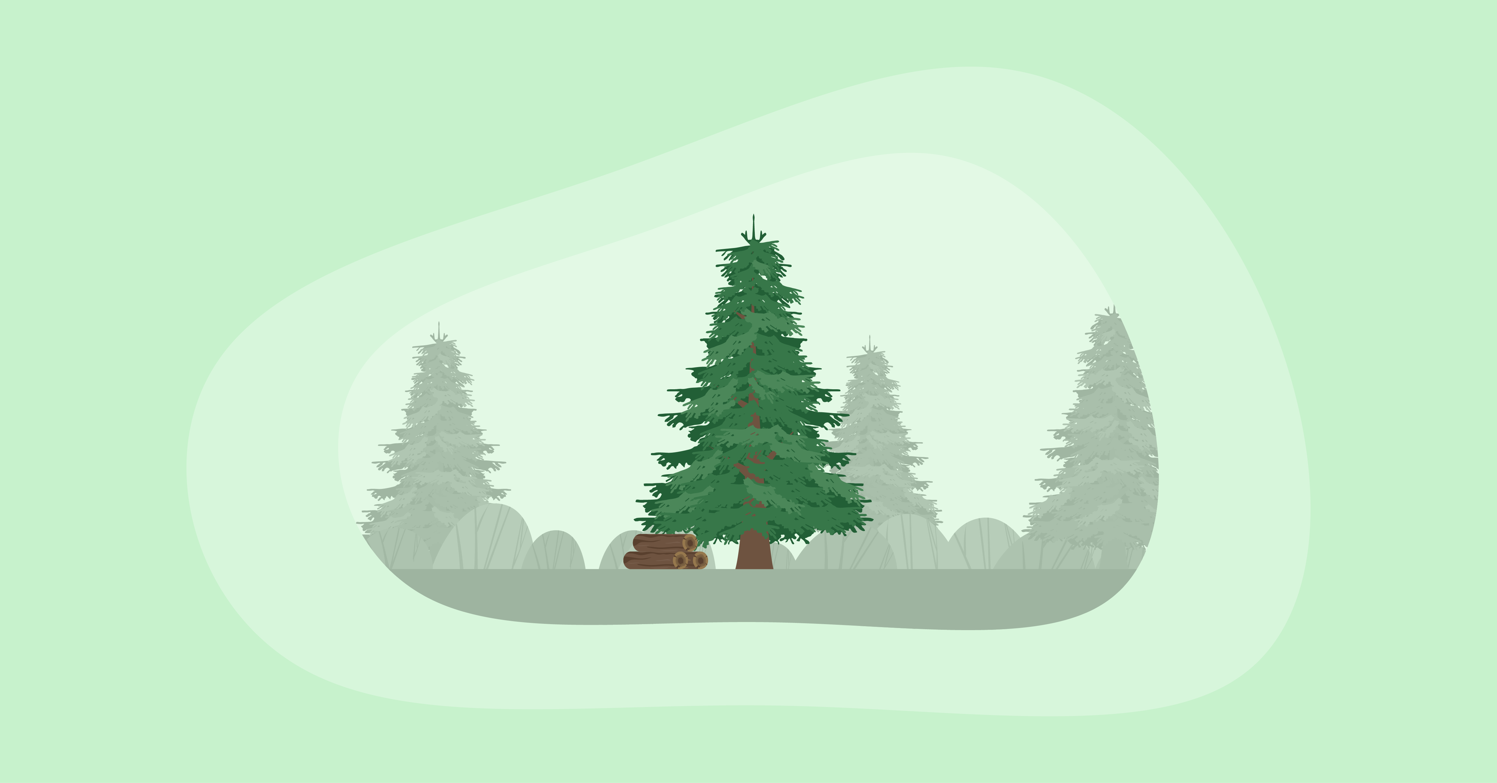 Illustration of a spruce tree and wood