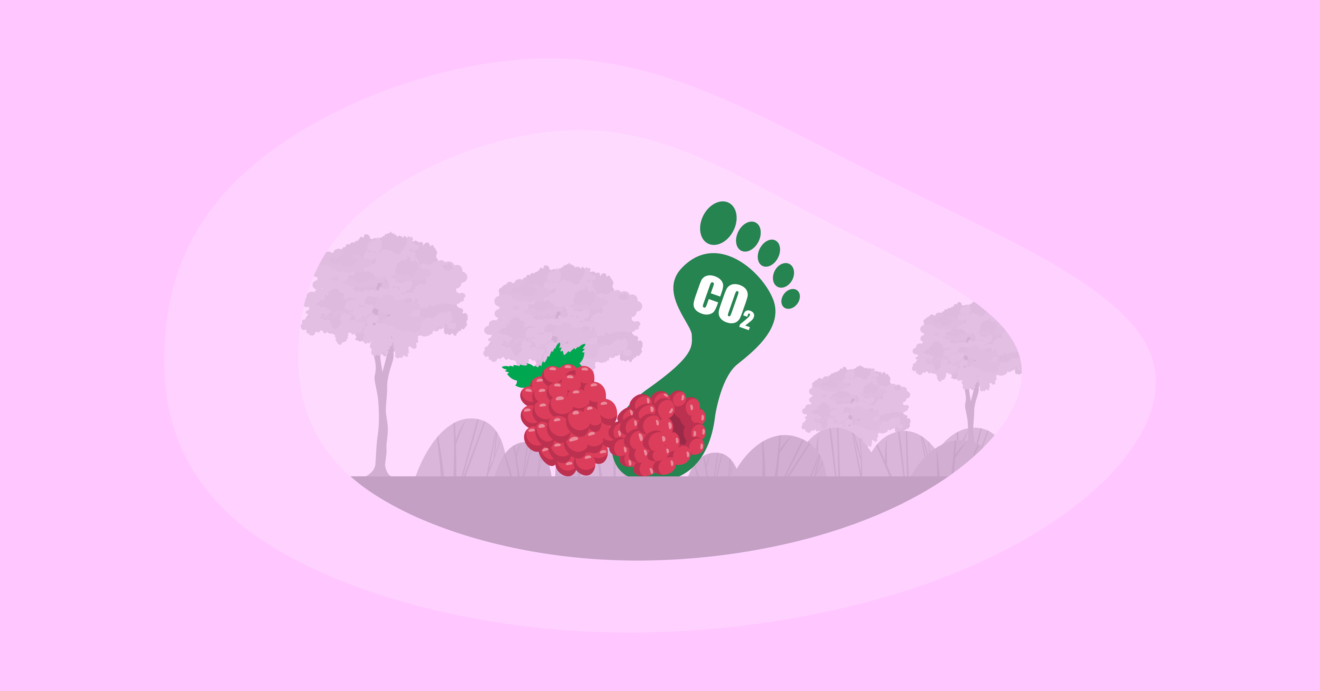 Attempted illustration of raspberries with their carbon footprint