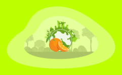 The Environmental Impact of Oranges: From Farm to Table