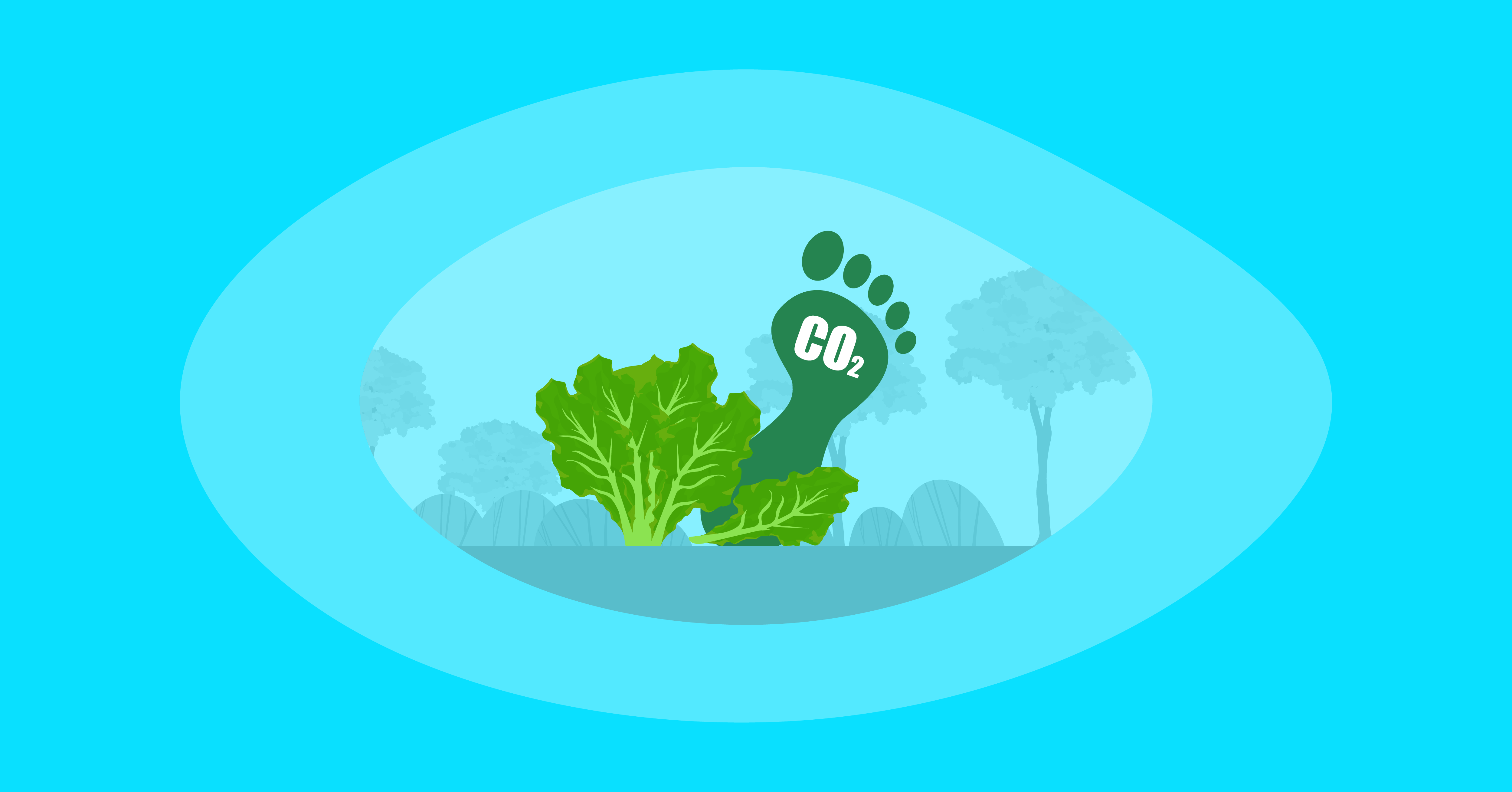 Attempted illustration of kale with their carbon footprint