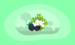 The Environmental Impact of Blackberries: From Farm to Table
