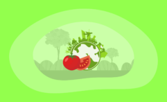 The Environmental Impact of Tomatoes: From Farm to Table