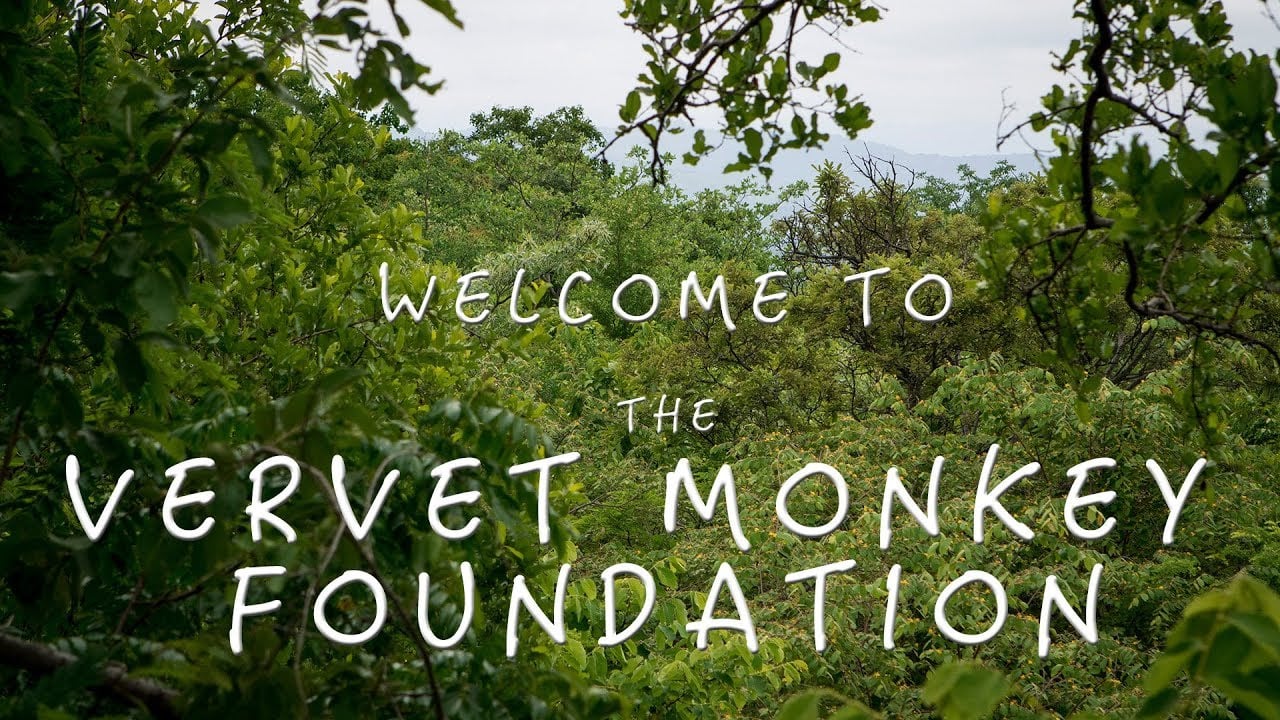 Welcome to the Vervet Monkey Foundation Youtube