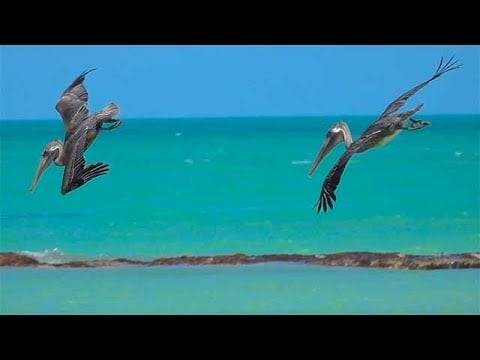 International Bird Rescue - Every Person, Every Day