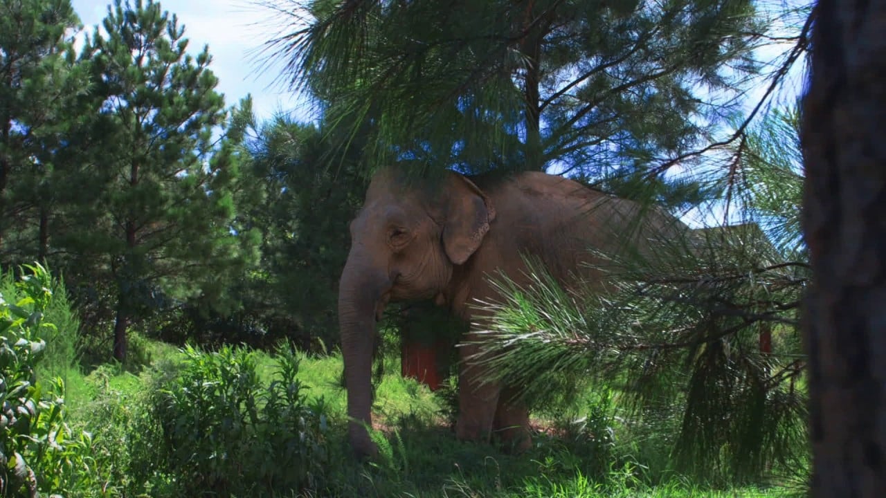 Welcome To The Elephant Sanctuary in Tennessee
