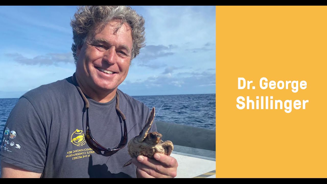 Why protect sea turtles at sea? Upwell's Executive Director George Shillinger explains...