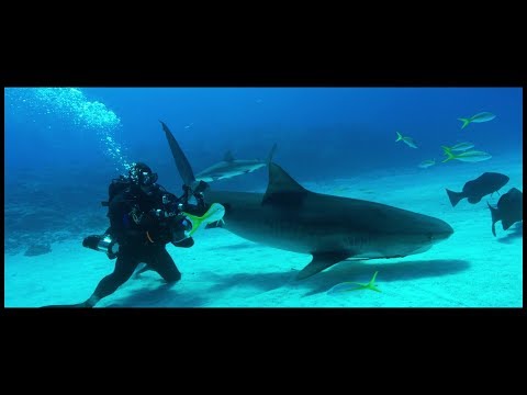 Shark Stewards Short Documentary