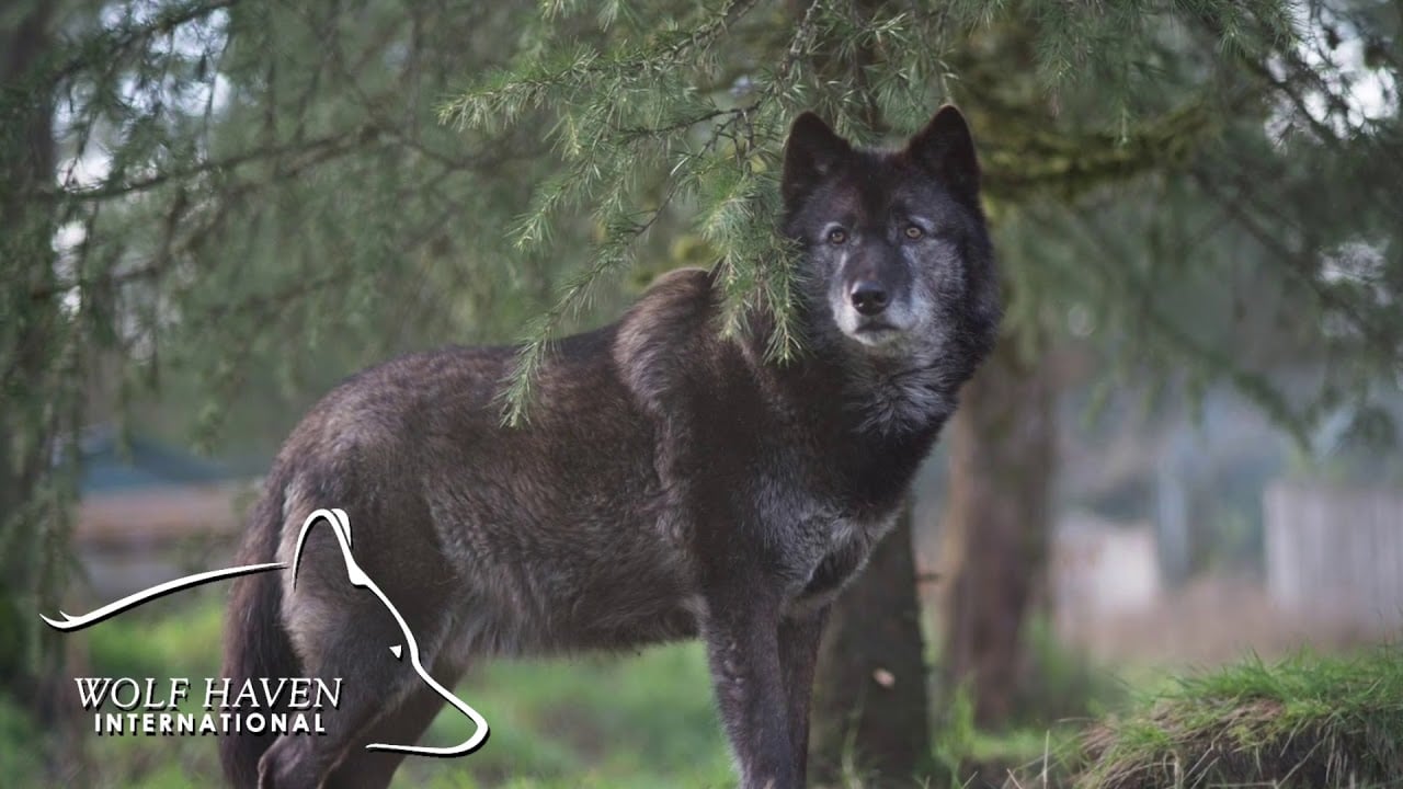 Wolf Haven International