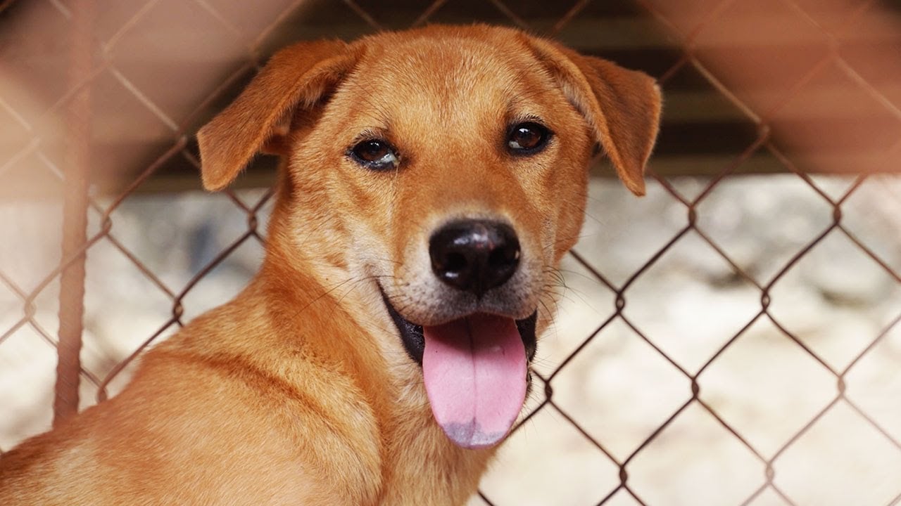 44 dogs saved from slaughter in Viet Nam
