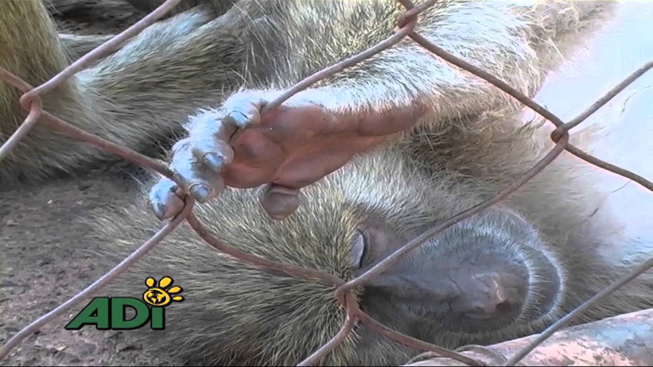 Save the primates