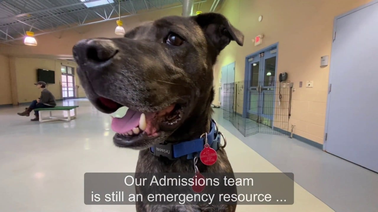 Animal Friends Needs You Now