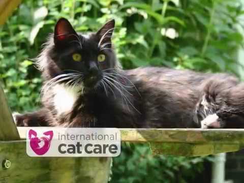 International Cat Care – who we are and what we do