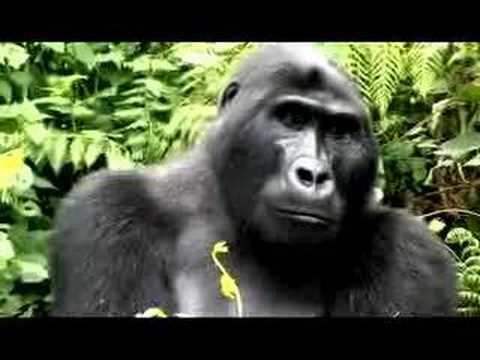 Ways to Save Mountain Gorillas