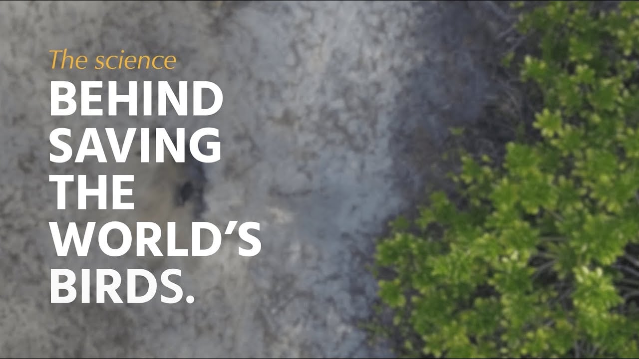 The Science Behind Saving the World's Birds