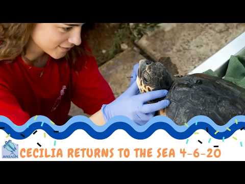 Cecilia returns to the sea