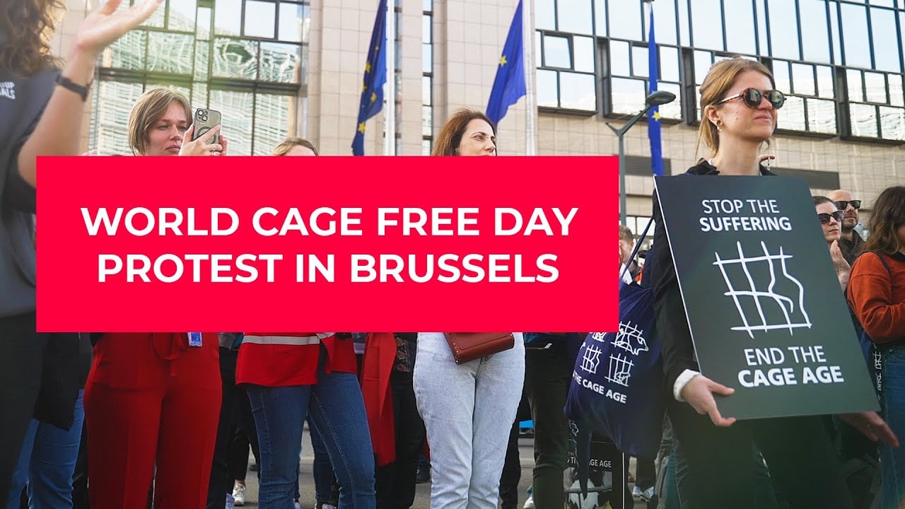Stop the Suffering, End the Cage Age