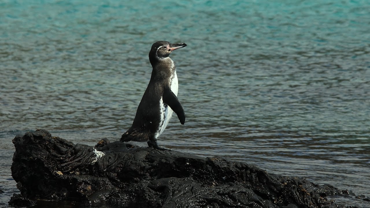 Climate Change and Galápagos Penguins