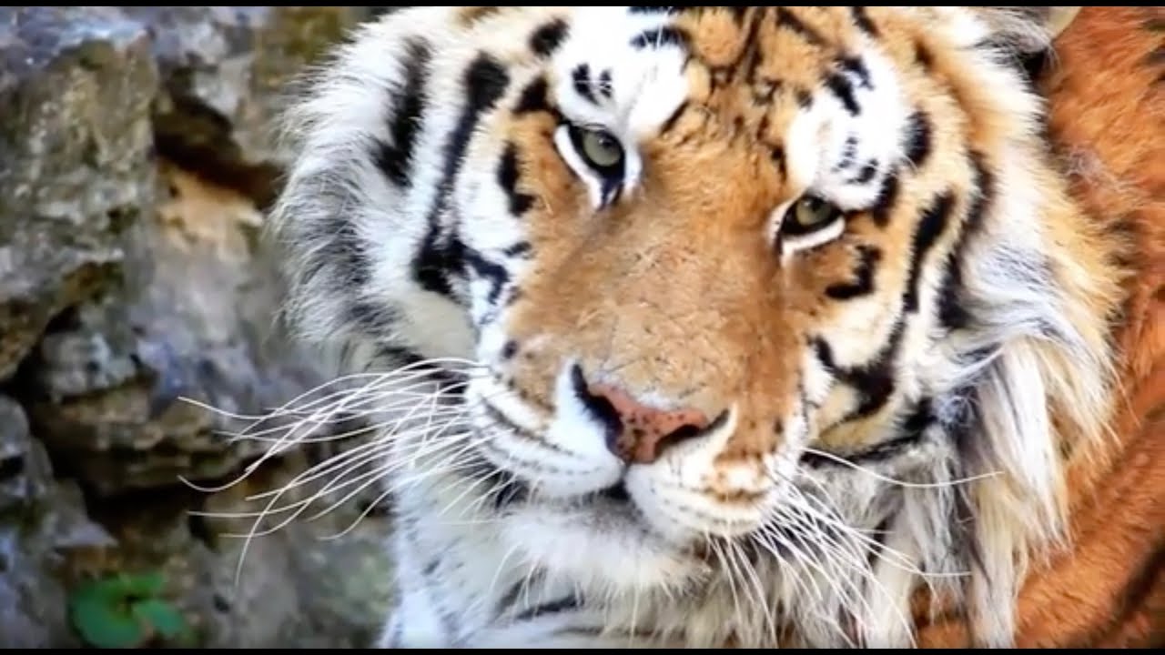 Hope for Tigers Lives On