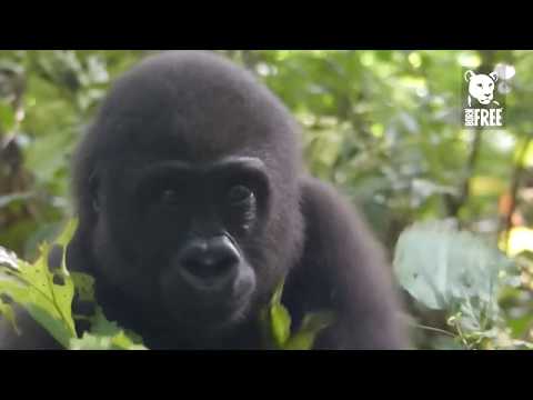 Bobga the baby gorilla