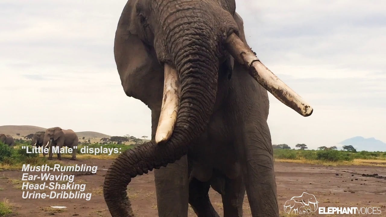 ElephantVoices introduction 2018