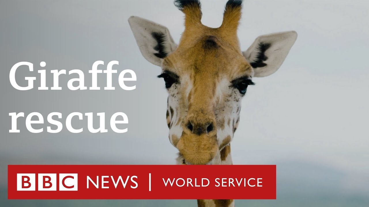 The stranded giraffes being floated to safety - BBC World Service