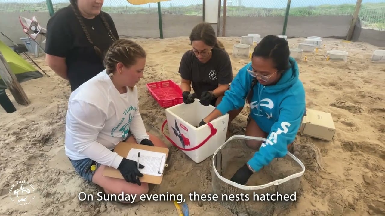 Green Sea Turtle Hatchlings on South Padre Island | Sea Turtle Inc