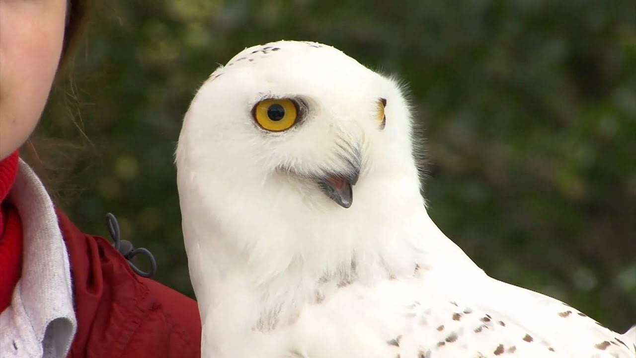 Bird TLC of Anchorage, Alaska