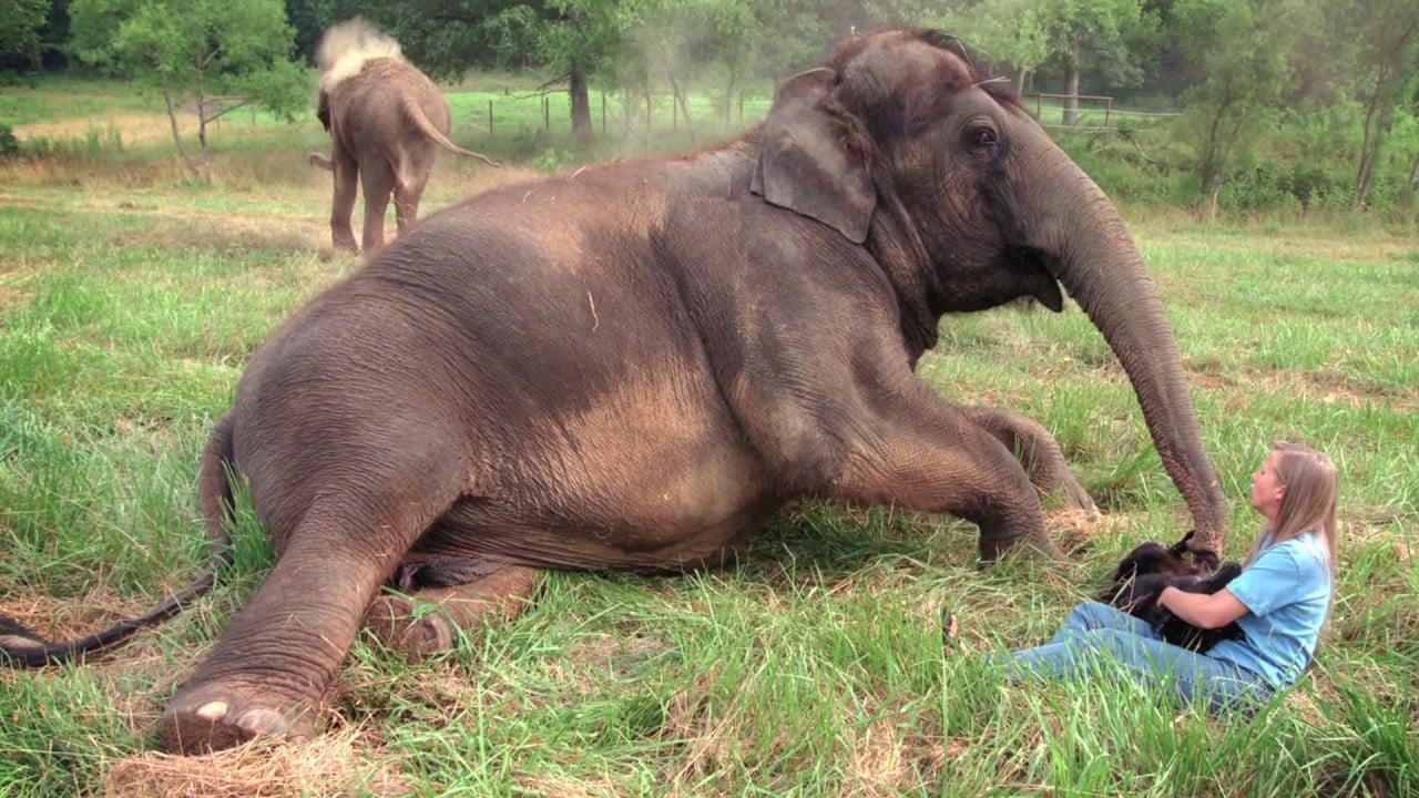 Elephant Aid International