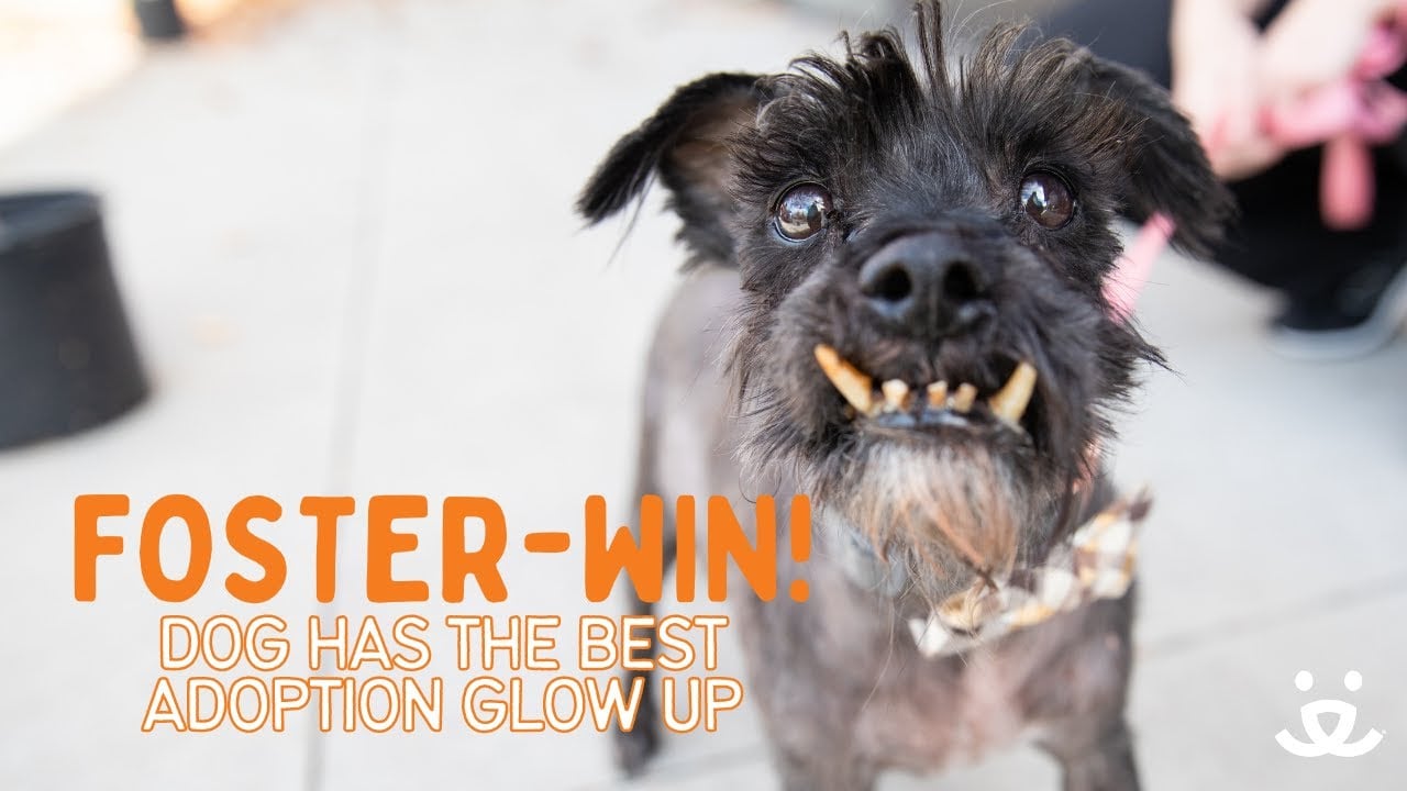 Foster-Win! Small dog has the best adoption glow up