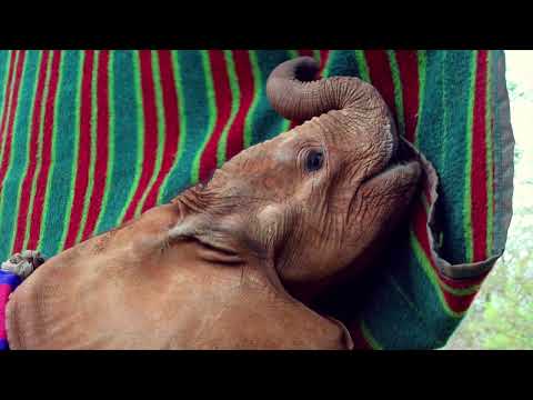 Fostering Hope for Orphaned Elephants | Sheldrick Trust