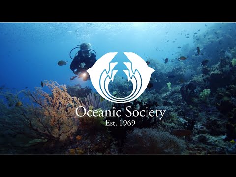 Oceanic Society — Building a Movement of Ocean Supporters Since 1969