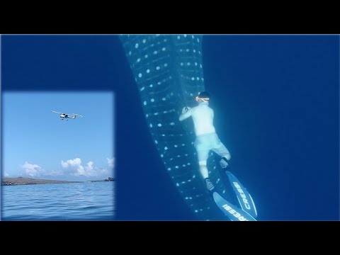 Studying a New Whale Shark Aggregation Using an Ultralight Aircraft as a Spotter Plane