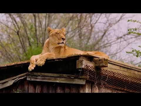 Carolina Tiger Rescue Promotional Video