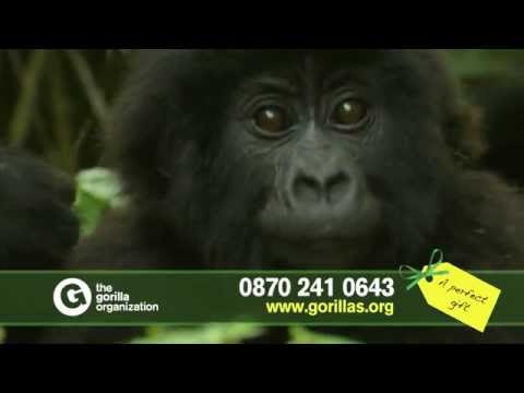Adopt an infant mountain gorilla and help save a species from extinction