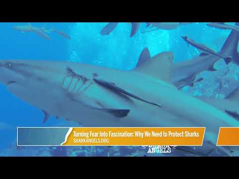 Turning fear into fascination: why we need to protect sharks with Jodi Leafer from Shark Angels